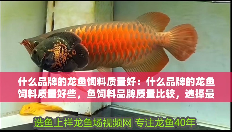 什么品牌的龍魚飼料質量好：什么品牌的龍魚飼料質量好些，魚飼料品牌質量比較，選擇最適合您的
