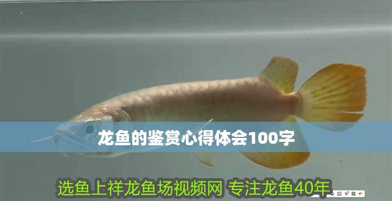 龍魚的鑒賞心得體會(huì)100字