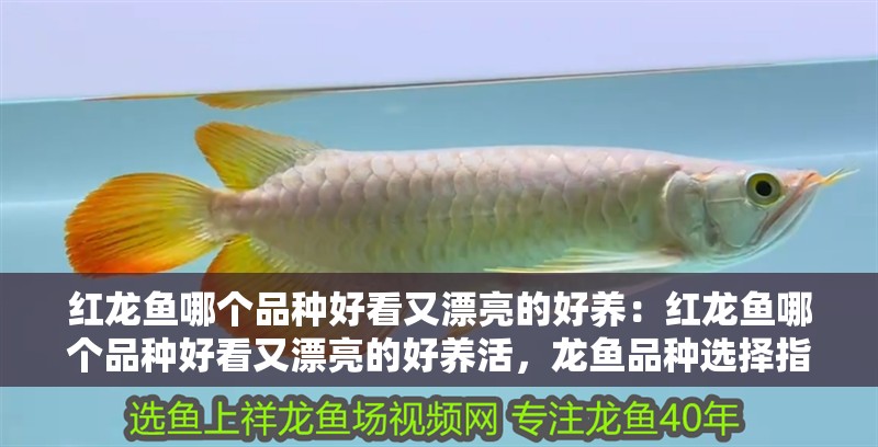 紅龍魚哪個品種好看又漂亮的好養：紅龍魚哪個品種好看又漂亮的好養活，龍魚品種選擇指南，美觀與易養兼備的觀賞