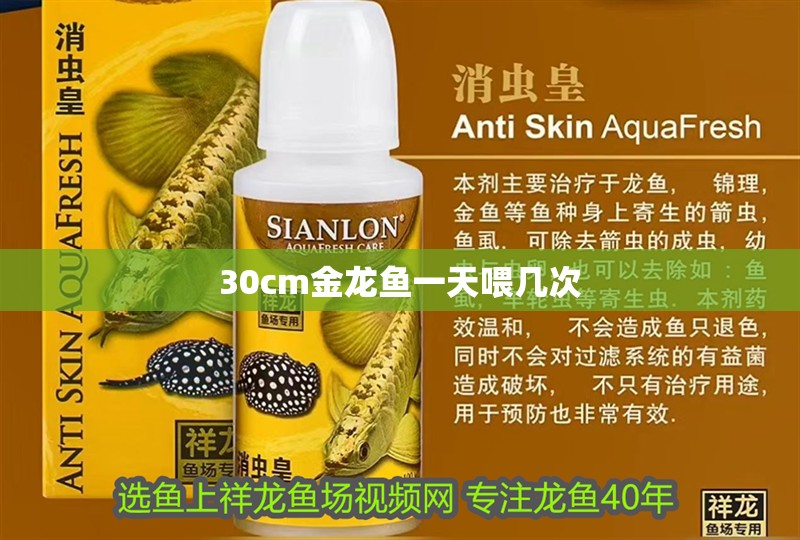 30cm金龍魚一天喂幾次