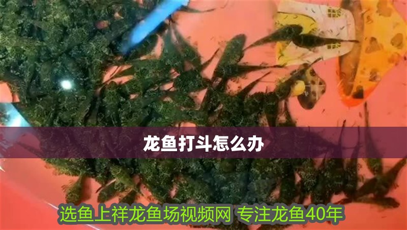 龍魚打斗怎么辦 龍魚打斗怎么辦 龍魚百科 第2張