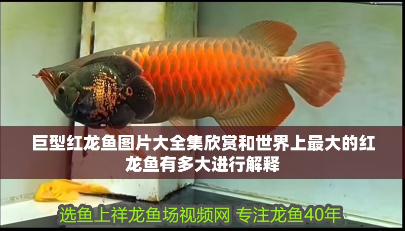 巨型紅龍魚圖片大全集欣賞和世界上最大的紅龍魚有多大進(jìn)行解釋