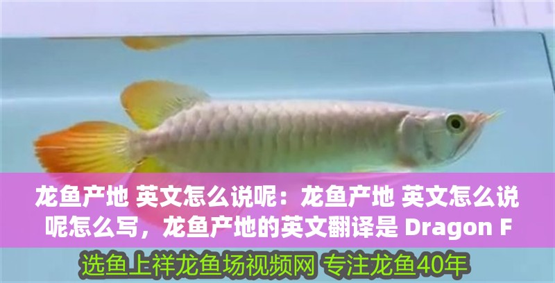 龍魚產地 英文怎么說呢：龍魚產地 英文怎么說呢怎么寫，龍魚產地的英文翻譯是 Dragon Fish Origin