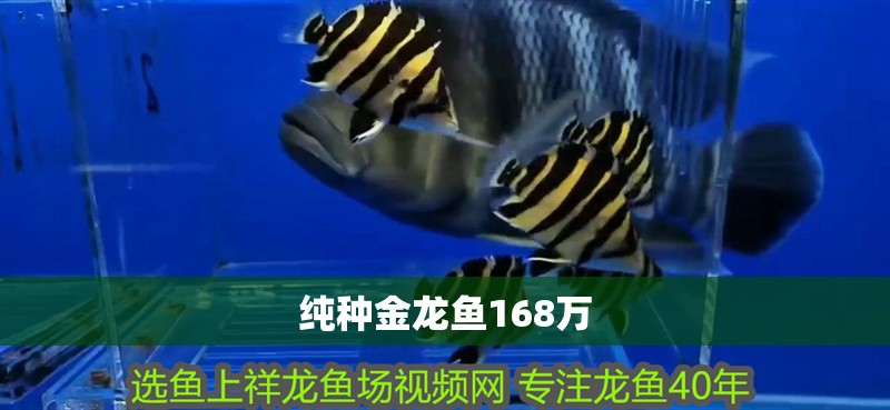 純種金龍魚168萬