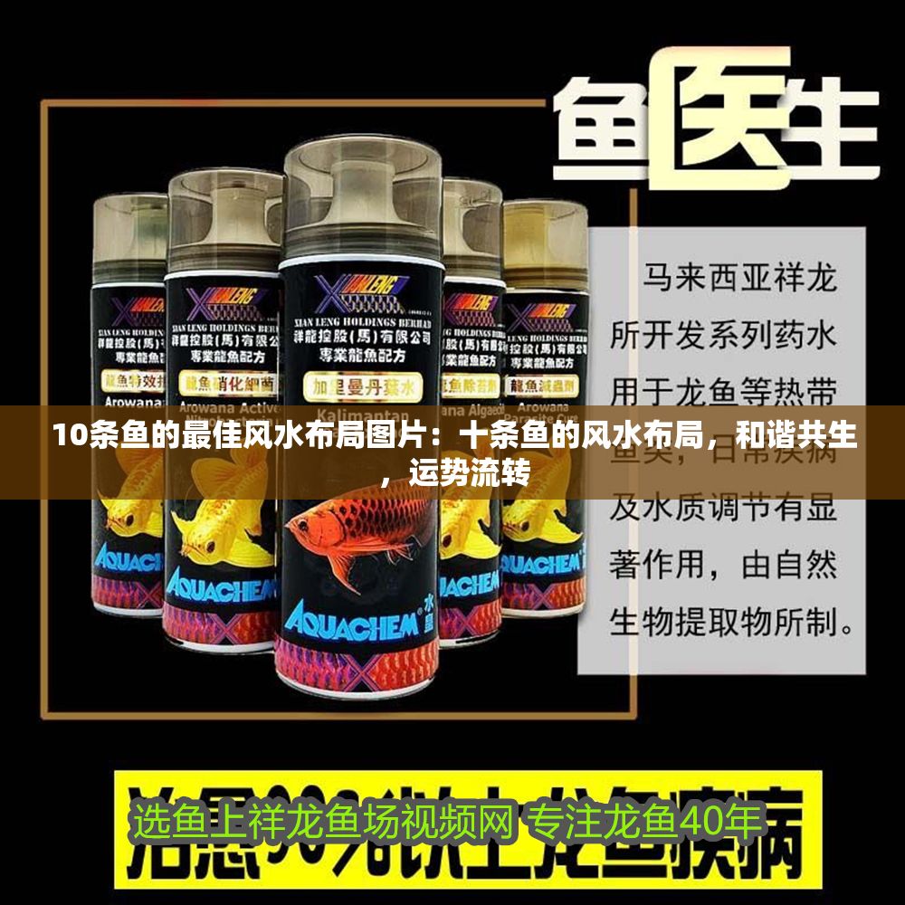 10條魚的最佳風水布局圖片：十條魚的風水布局，和諧共生，運勢流轉