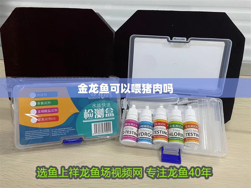 金龍魚可以喂豬肉嗎