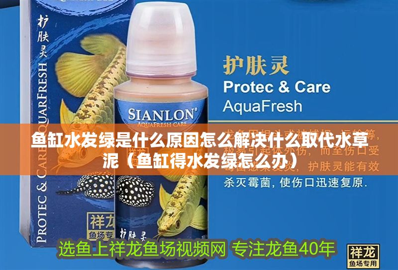 魚缸水發(fā)綠是什么原因怎么解決什么取代水草泥（魚缸得水發(fā)綠怎么辦）