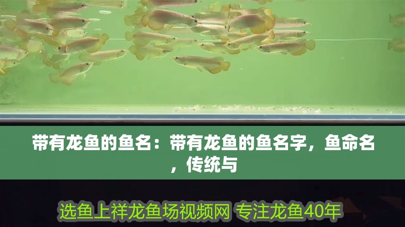 帶有龍魚的魚名：帶有龍魚的魚名字，魚命名，傳統與