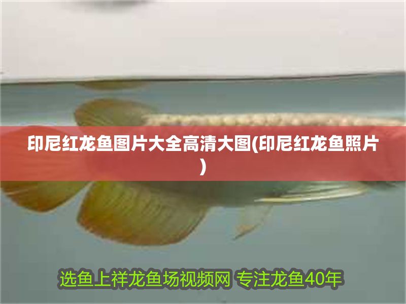 印尼紅龍魚圖片大全高清大圖(印尼紅龍魚照片)