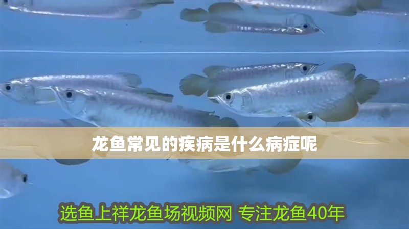 龍魚常見的疾病是什么病癥呢