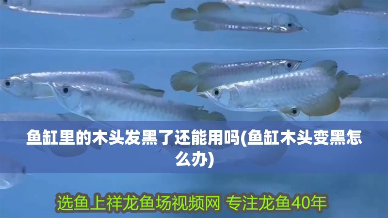 魚缸里的木頭發(fā)黑了還能用嗎(魚缸木頭變黑怎么辦)