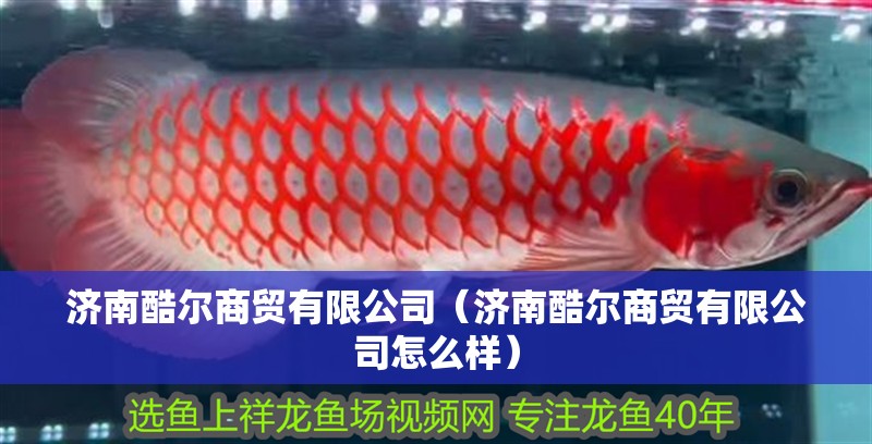 濟南酷爾商貿有限公司（濟南酷爾商貿有限公司怎么樣） 濟南酷爾商貿有限公司（濟南酷爾商貿有限公司怎么樣） 全國水族館企業名錄 第2張