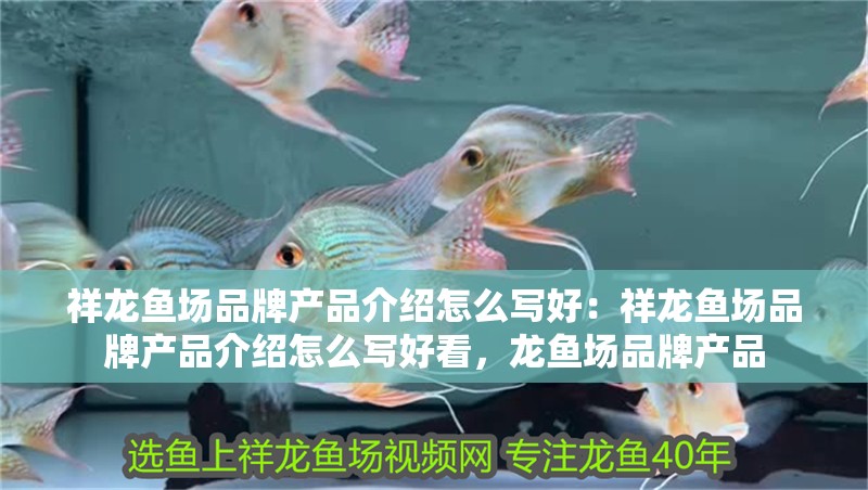 祥龍魚場品牌產品介紹怎么寫好：祥龍魚場品牌產品介紹怎么寫好看，龍魚場品牌產品