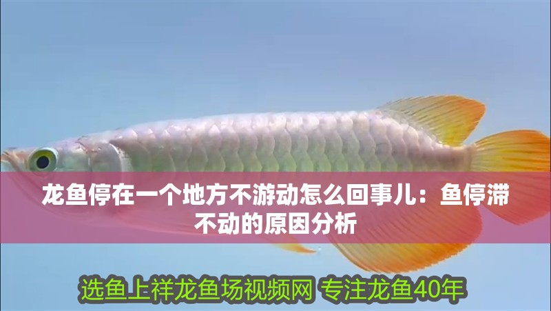 龍魚停在一個(gè)地方不游動(dòng)怎么回事兒：魚停滯不動(dòng)的原因分析 龍魚停在一個(gè)地方不游動(dòng)怎么回事兒：魚停滯不動(dòng)的原因分析 水族問答