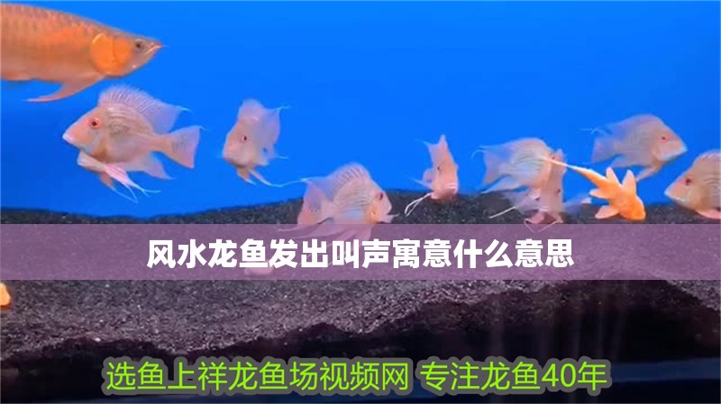 風水龍魚發出叫聲寓意什么意思