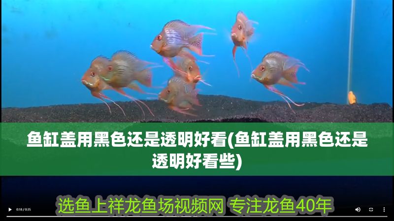 魚缸蓋用黑色還是透明好看(魚缸蓋用黑色還是透明好看些)