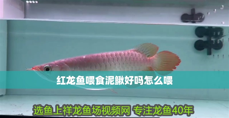 紅龍魚喂食泥鰍好嗎怎么喂