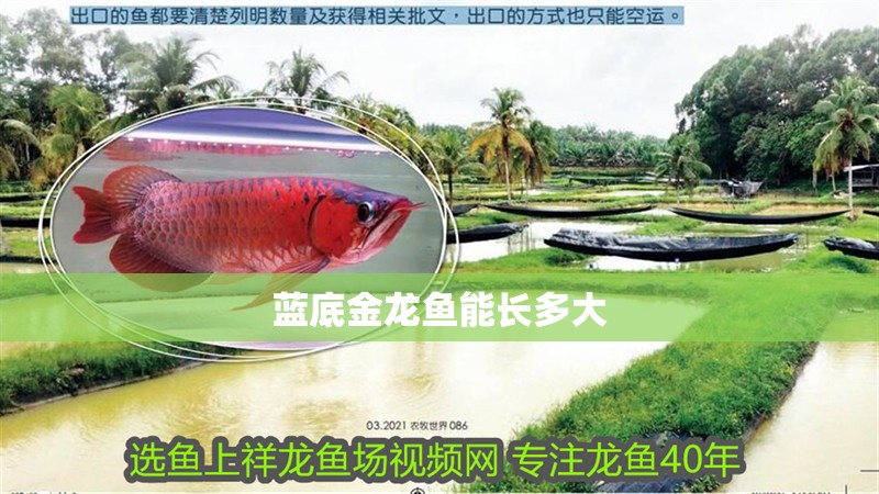 藍(lán)底金龍魚能長多大