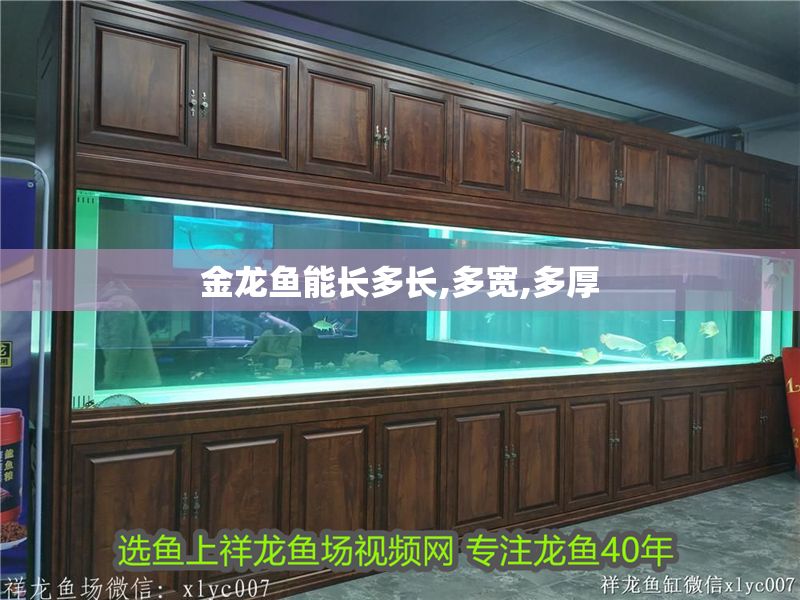 金龍魚能長多長,多寬,多厚