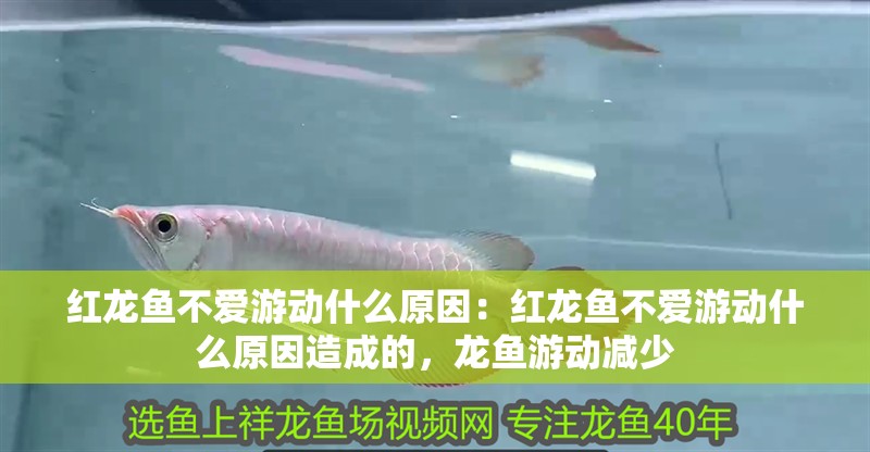 紅龍魚不愛游動什么原因：紅龍魚不愛游動什么原因造成的，龍魚游動減少