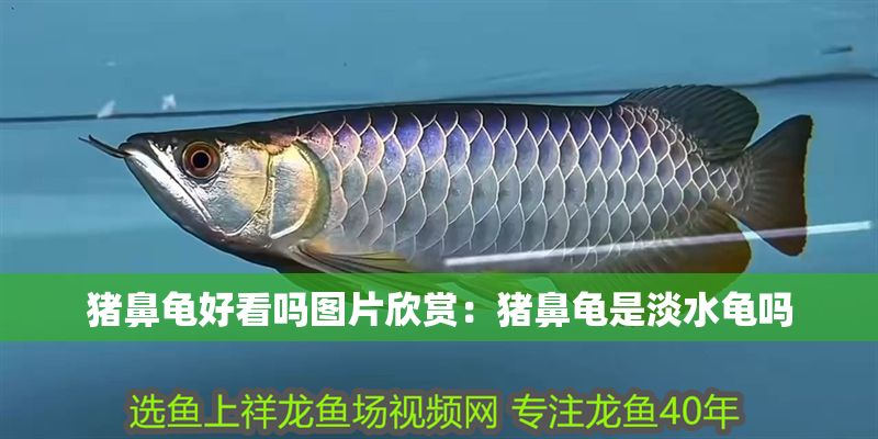 豬鼻龜好看嗎圖片欣賞：豬鼻龜是淡水龜嗎 豬鼻龜好看嗎圖片欣賞：豬鼻龜是淡水龜嗎 豬鼻龜百科 第1張