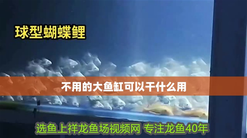 不用的大魚缸可以干什么用