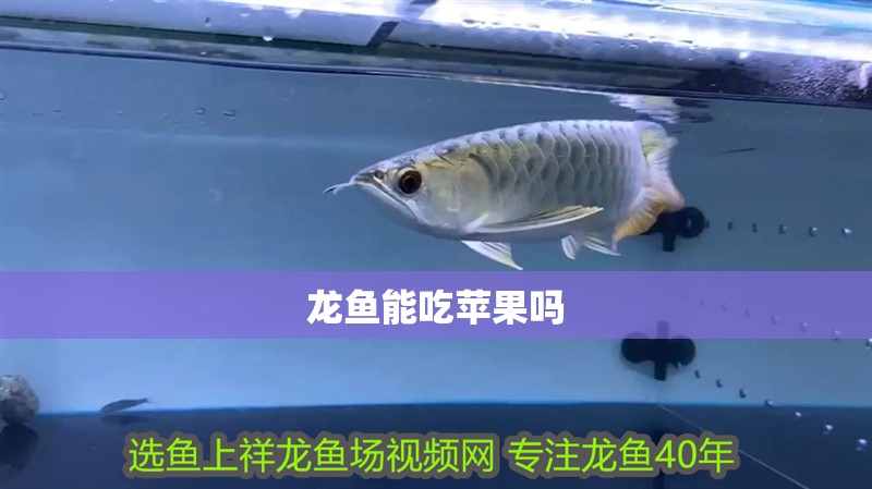 龍魚能吃蘋果嗎 龍魚百科 第2張 龍魚能吃蘋果嗎 龍魚能吃蘋果嗎 龍魚百科 第2張
