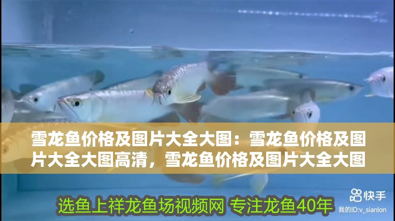 雪龍魚價格及圖片大全大圖：雪龍魚價格及圖片大全大圖高清，雪龍魚價格及圖片大全大圖，高清觀賞指南 雪龍魚價格及圖片大全大圖：雪龍魚價格及圖片大全大圖高清，雪龍魚價格及圖片大全大圖，高清觀賞指南 水族問答