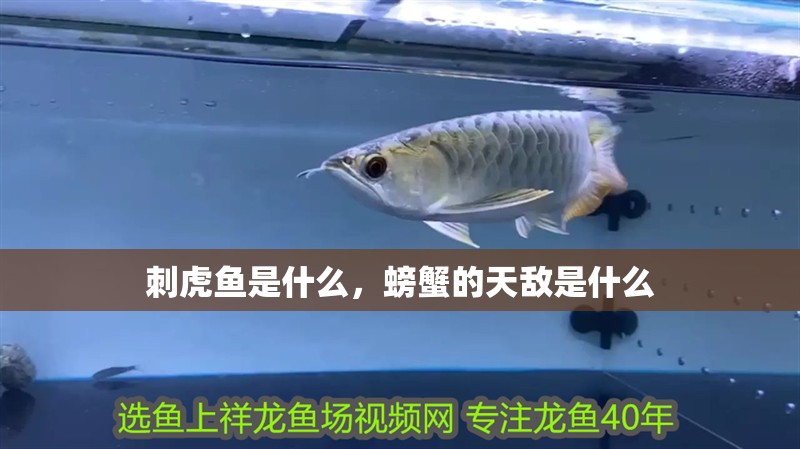 刺虎魚是什么，螃蟹的天敵是什么