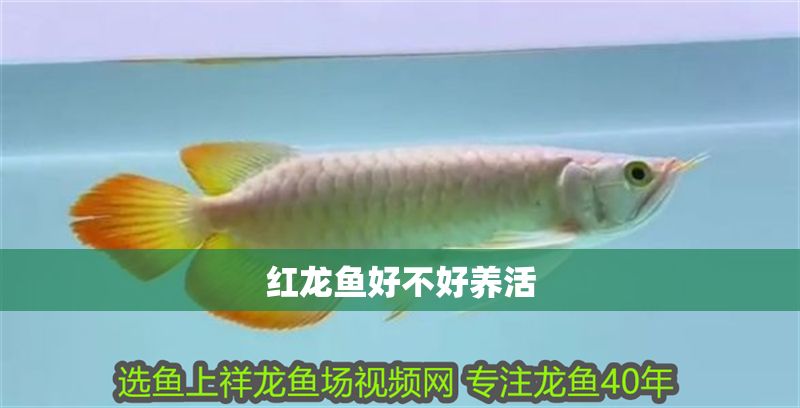 紅龍魚好不好養活
