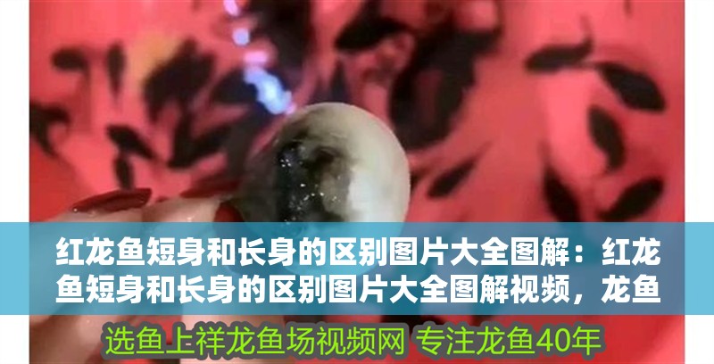 紅龍魚短身和長身的區(qū)別圖片大全圖解：紅龍魚短身和長身的區(qū)別圖片大全圖解視頻，龍魚短身與長身的視覺