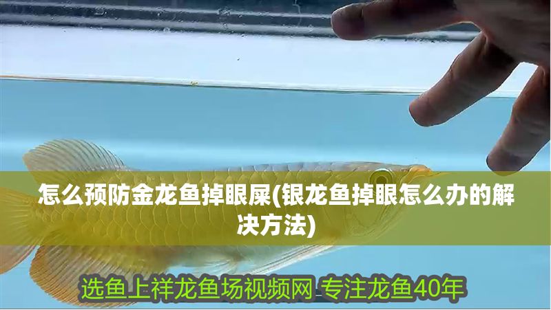 怎么預防金龍魚掉眼屎(銀龍魚掉眼怎么辦的解決方法)