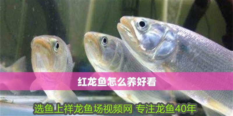 紅龍魚(yú)怎么養(yǎng)好看