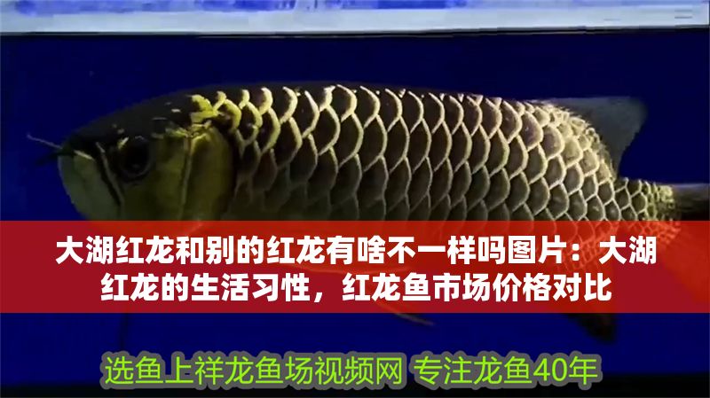 大湖紅龍和別的紅龍有啥不一樣嗎圖片：大湖紅龍的生活習性，紅龍魚市場價格對比