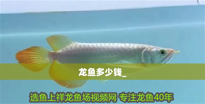 龍魚多少錢_
