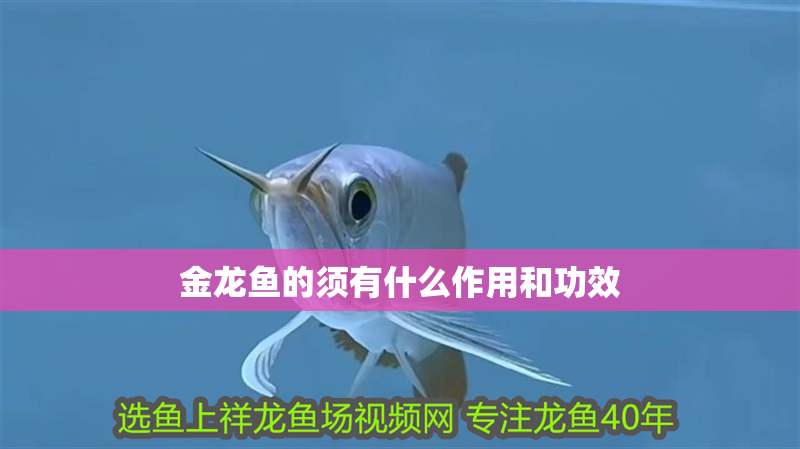 金龍魚的須有什么作用和功效