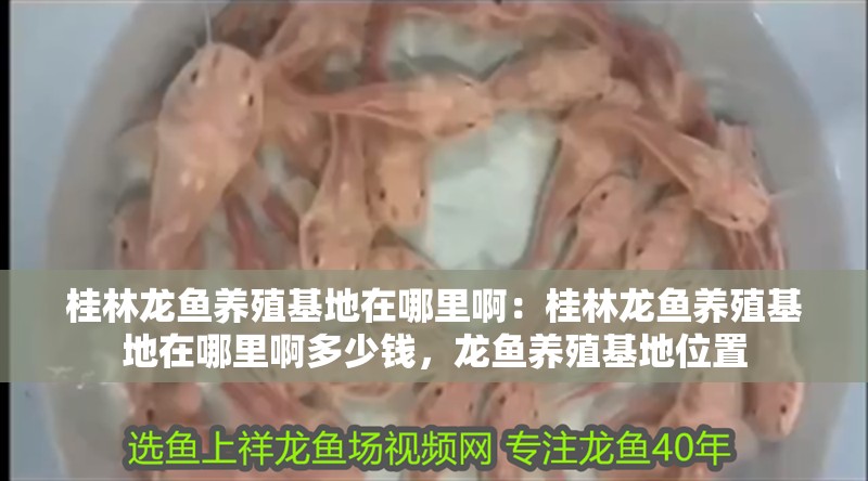桂林龍魚養殖基地在哪里啊：桂林龍魚養殖基地在哪里啊多少錢，龍魚養殖基地位置 桂林龍魚養殖基地在哪里啊：桂林龍魚養殖基地在哪里啊多少錢，龍魚養殖基地位置 水族問答