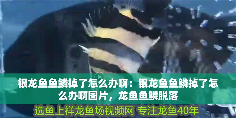 銀龍魚魚鱗掉了怎么辦?。恒y龍魚魚鱗掉了怎么辦啊圖片，龍魚魚鱗脫落 銀龍魚魚鱗掉了怎么辦啊：銀龍魚魚鱗掉了怎么辦啊圖片，龍魚魚鱗脫落 水族問答