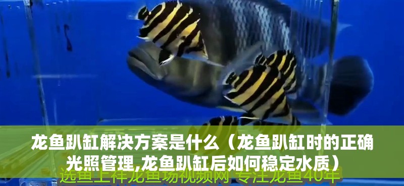 龍魚趴缸解決方案是什么（龍魚趴缸時的正確光照管理,龍魚趴缸后如何穩定水質）