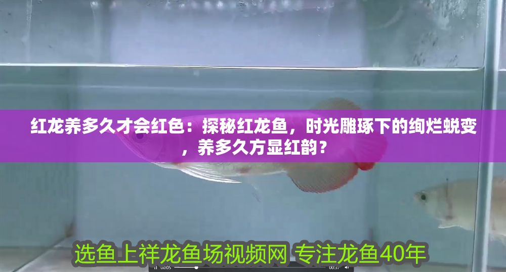 紅龍養多久才會紅色：探秘紅龍魚，時光雕琢下的絢爛蛻變，養多久方顯紅韻？