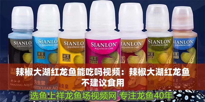 辣椒大湖紅龍魚能吃嗎視頻：辣椒大湖紅龍魚不建議食用