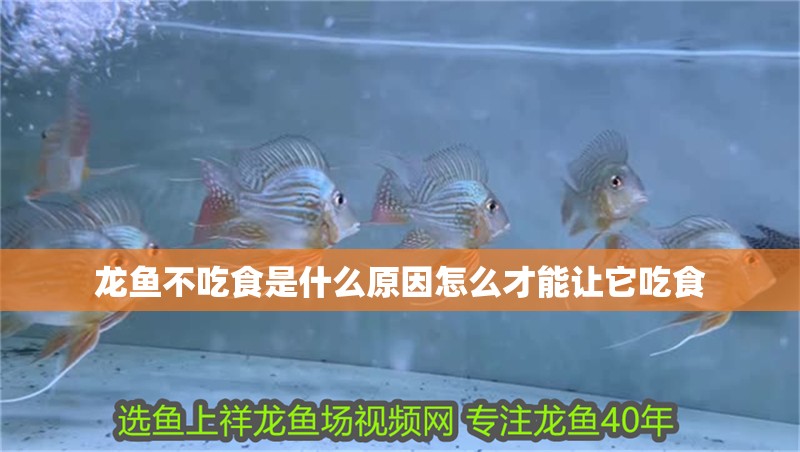 龍魚不吃食是什么原因怎么才能讓它吃食