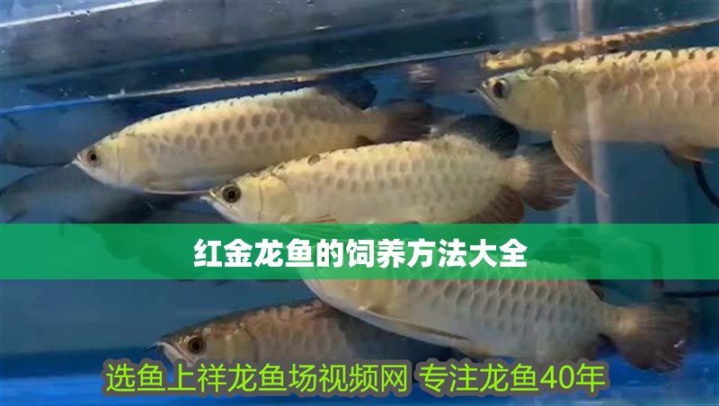 紅金龍魚的飼養方法大全