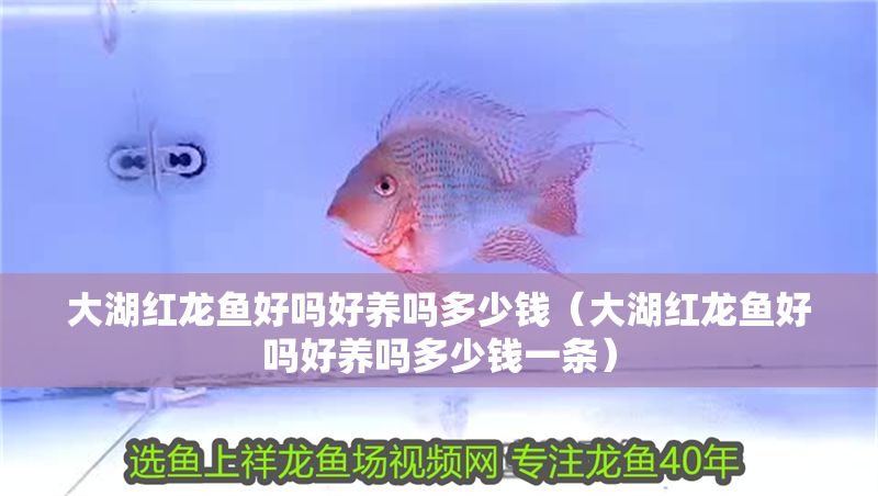 大湖紅龍魚好嗎好養嗎多少錢(大湖紅龍魚好嗎好養嗎多少錢一條) 大湖紅龍魚百科 第1張 大湖紅龍魚好嗎好養嗎多少錢(大湖紅龍魚好嗎好養嗎多少錢一條) 大湖紅龍魚好嗎好養嗎多少錢(大湖紅龍魚好嗎好養嗎多少錢一條) 大湖紅龍魚百科 第1張