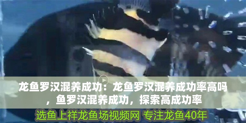 龍魚羅漢混養成功：龍魚羅漢混養成功率高嗎，魚羅漢混養成功，探索高成功率
