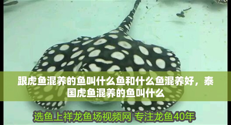 跟虎魚混養的魚叫什么魚和什么魚混養好，泰國虎魚混養的魚叫什么