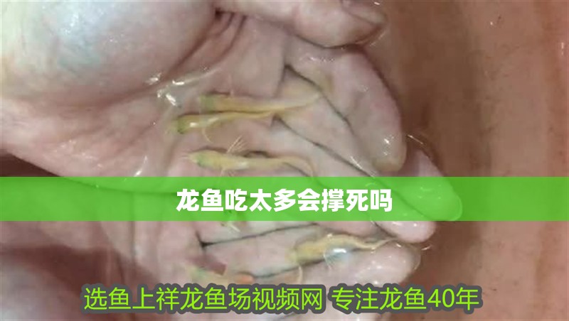 龍魚吃太多會撐死嗎