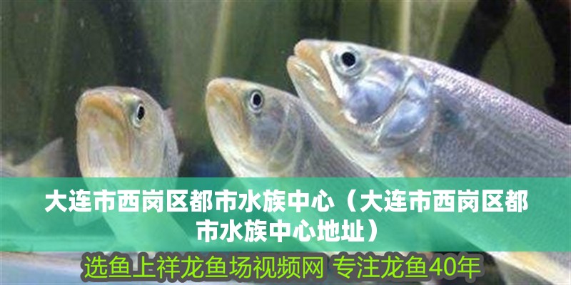 大連市西崗區都市水族中心（大連市西崗區都市水族中心地址）