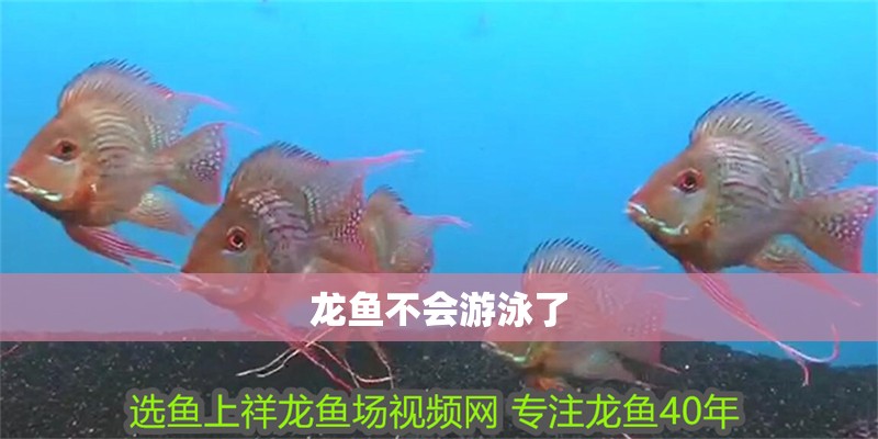 龍魚不會游泳了