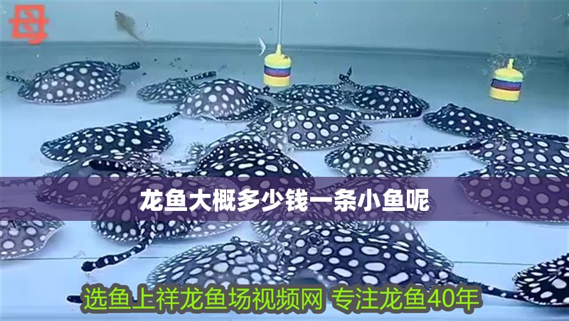 龍魚大概多少錢一條小魚呢